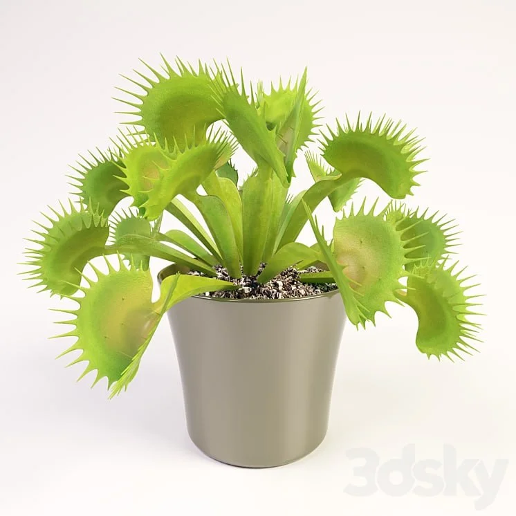 Venus flytrap